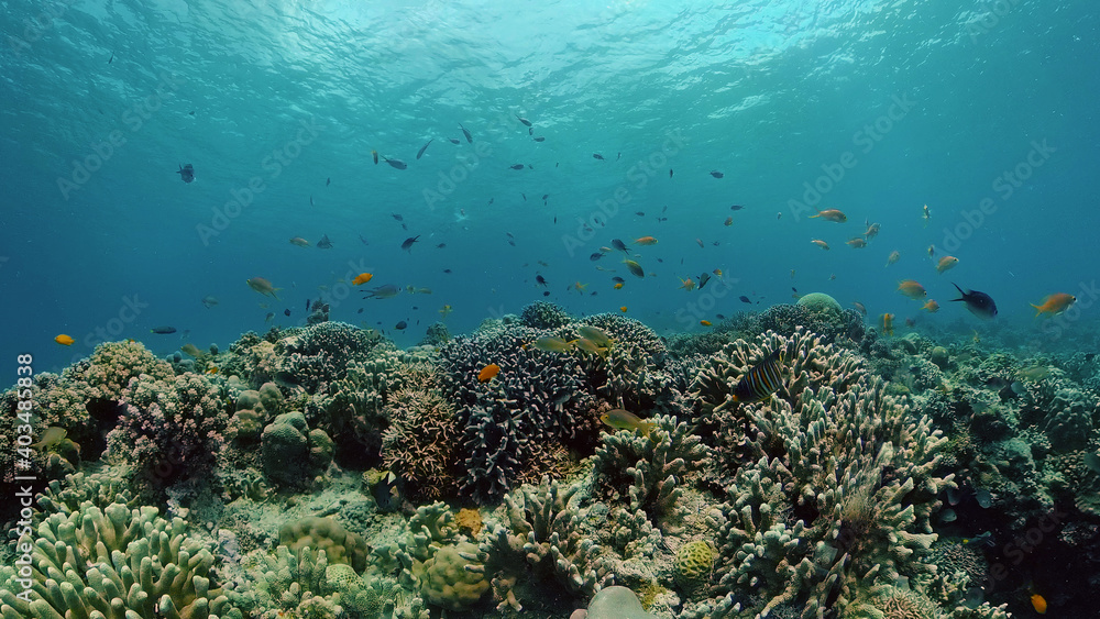 Obraz premium Coral reef and tropical fishes. The underwater world of the Philippines. Philippines.