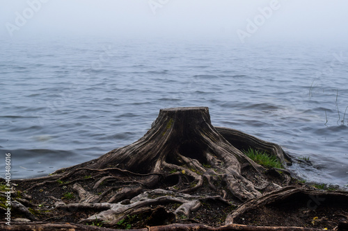 Old tree stump on lake shore on foggy morning