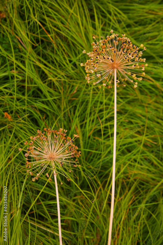 Field leeks that have almost faded, close-up. Field leeks that have almost faded, close-up.
