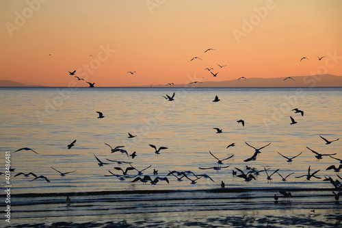 Flock of seagulls on the beach and beautiful sunset. Landscape in Split, Croatia.