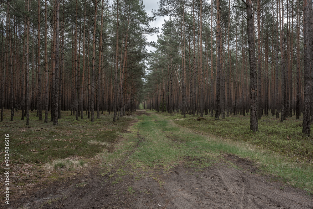 Obraz premium A pine forest on a wet morning