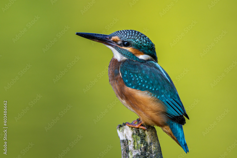 Obraz premium Eisvogel (Alcedo atthis)