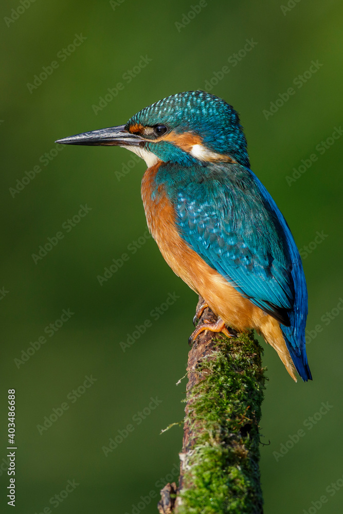 Fototapeta premium Eisvogel (Alcedo atthis)