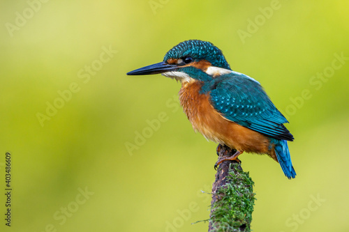 Eisvogel (Alcedo atthis)