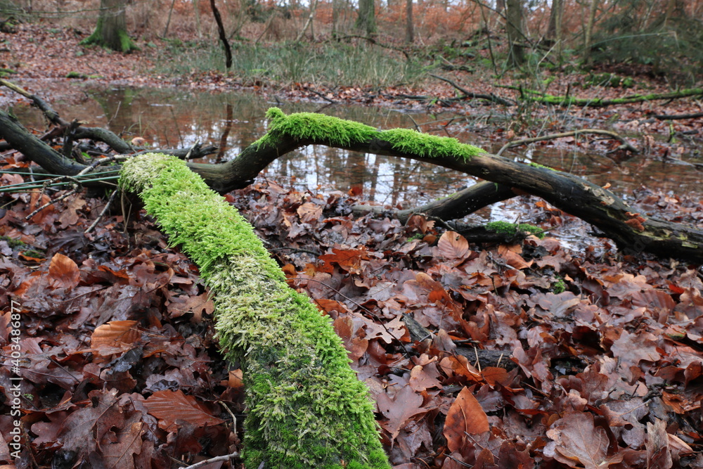 Alte tote Baumstämme auf dem Waldboden Alte tote Baumstämme auf dem Waldboden