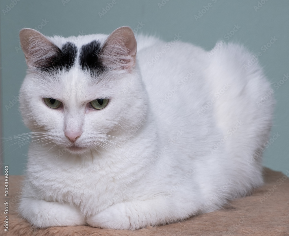 white cat with black spots frowned
