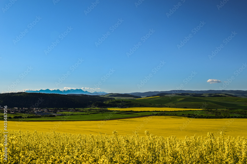 Yellow oilseed rape fields on hot summer day with mountains on horizon