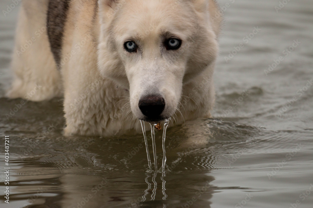 Series of photos showing a siberian husky dripping wet and running out of water