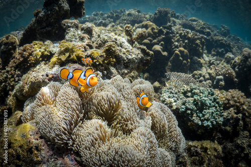 Clownfish swimming around their anemone in shallow coral reef