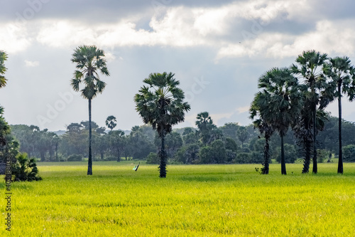  palm tree in the paddy field