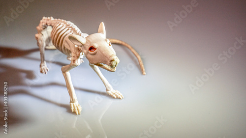 Rat skeleton close up on a white background © Tim Barnes