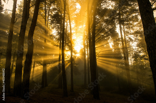 Sunrise in foggy forest