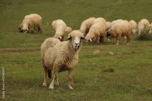 Fototapeta Naklejka Na Ścianę i Meble -  sheep and lambs