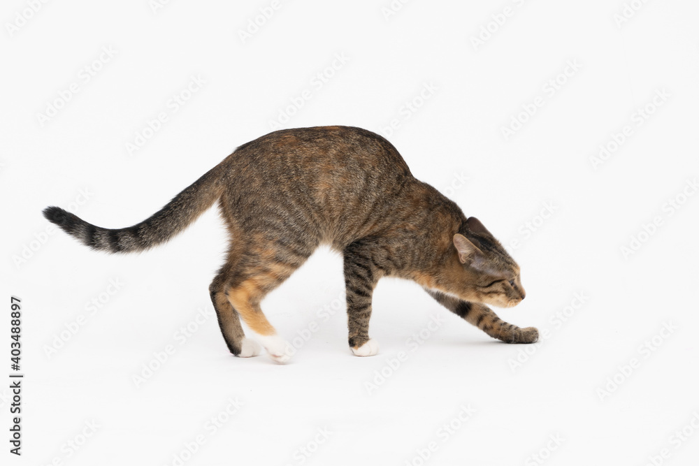During the walk, the cat dodged its head, lowering it to the very bottom. She has a long tail and she puts her ears back.