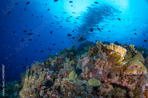 Fototapeta Naklejka Na Ścianę i Meble -  World class pristine healthy hard coral reef 
