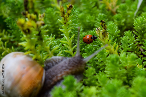 Foto Snail and a ladybug in grass