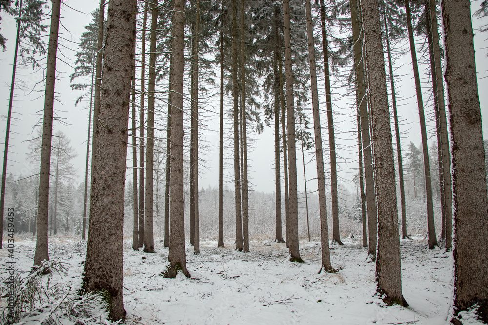 Winter forest in Germany Snow