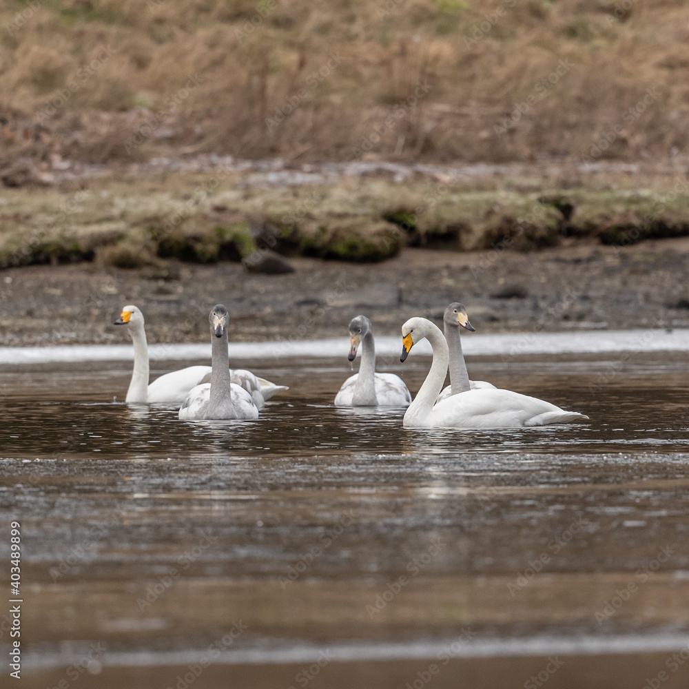 Mute swans and whooper swans swimming and feeding by the shoreline