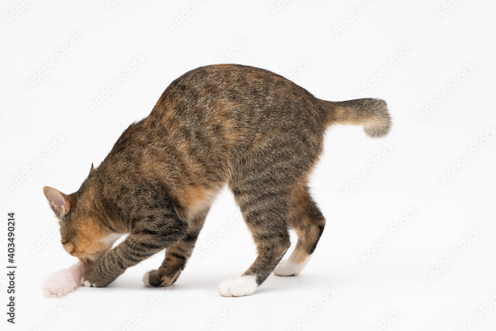 The cat sniffs his favorite toy and checks if it's for her. The cat has a long tail and pointed ears. The cat sniffs his favorite toy and checks if it's for her. The cat has a long tail and pointed ears.