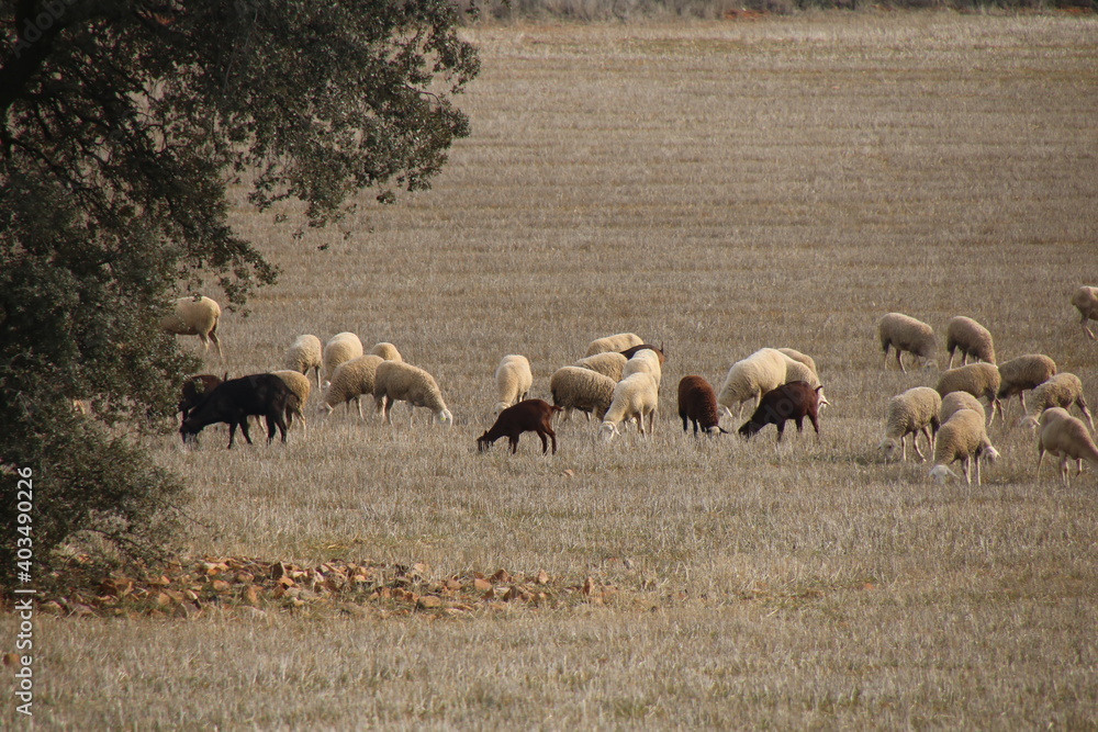Fototapeta premium Flock of sheep
