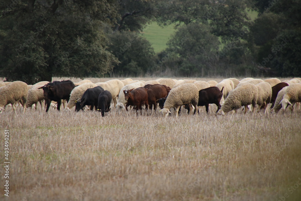 Flock of sheep Flock of sheep