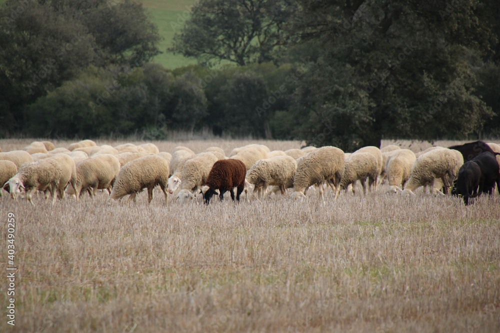 Flock of sheep Flock of sheep