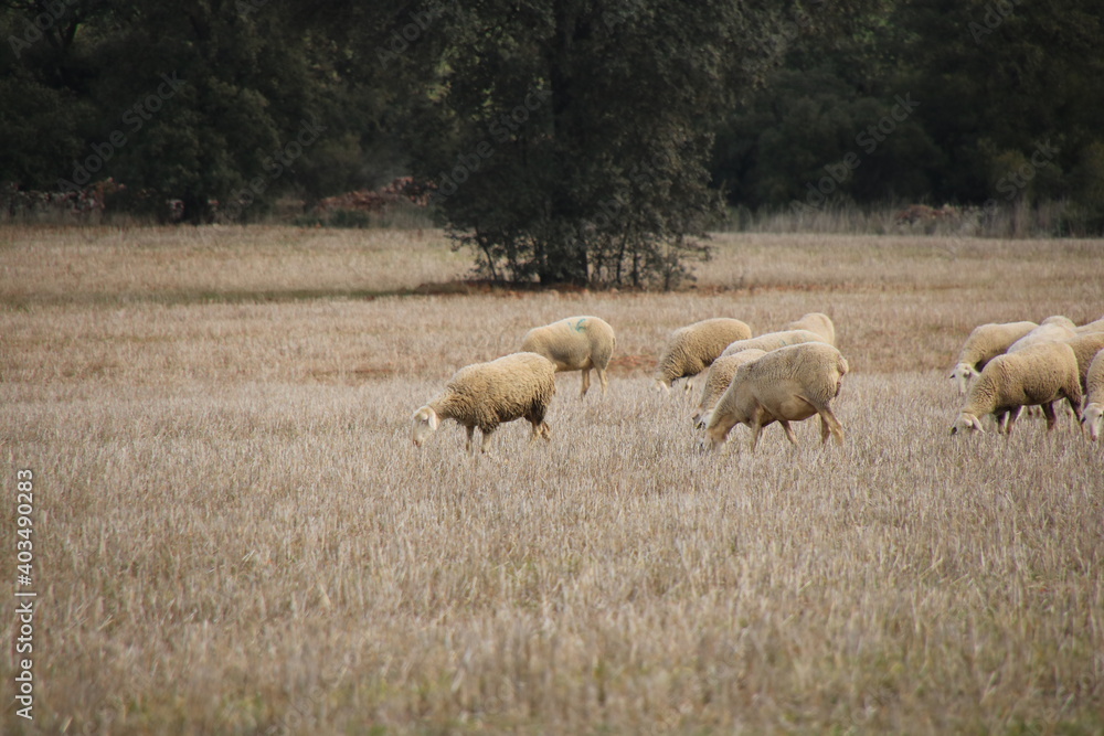 Fototapeta premium Flock of sheep
