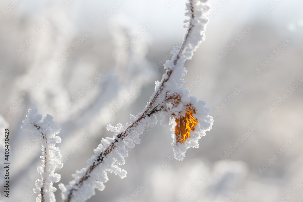 Autumn yellow leaf on a branch in frost needles. Morning frost. Rime. Winter cold weather.