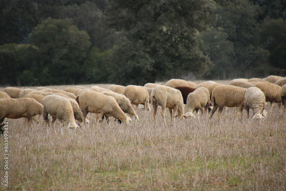 Flock of sheep Flock of sheep
