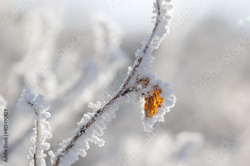 Autumn yellow leaf on a branch in frost needles. Morning frost. Rime. Winter cold weather. © KDdesignphoto