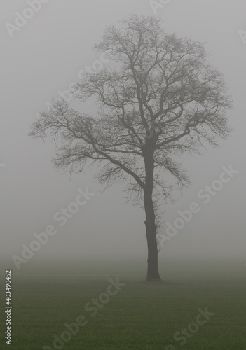 Tree in the fog.