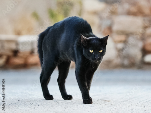 Принти на полотні black cat was frightened and stooped. Black cat in fear and aggr
