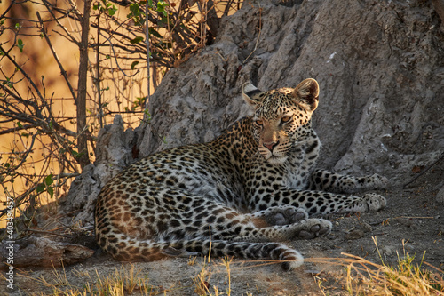 Beautiful leopard (Panthera pardus).