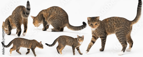 Multiple cat positions when walking freely and playing and sniffing on a white background. She-cat multiracial. The young She-cat has a long tail and pointed ears. Panoramic frame. © fotodrobik