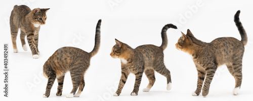 Multiple cat positions when walking freely and playing and sniffing on a white background. She-cat multiracial. The young She-cat has a long tail and pointed ears. Panoramic frame.