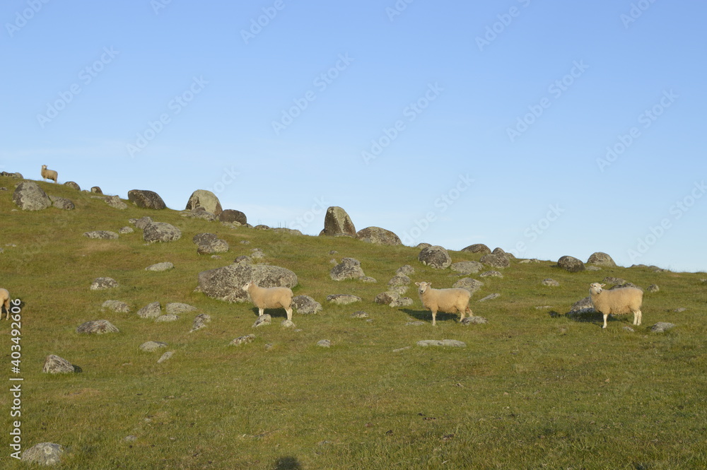 Herding sheep on a hill with volcanic boulders