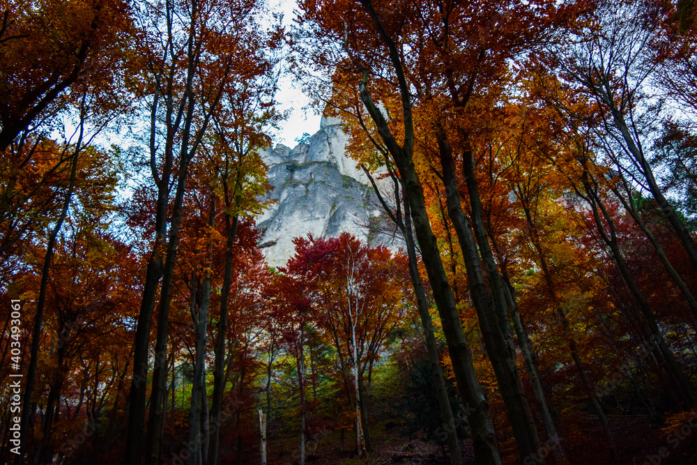 Autumn in forest with rocky mountains in background Autumn in forest with rocky mountains in background