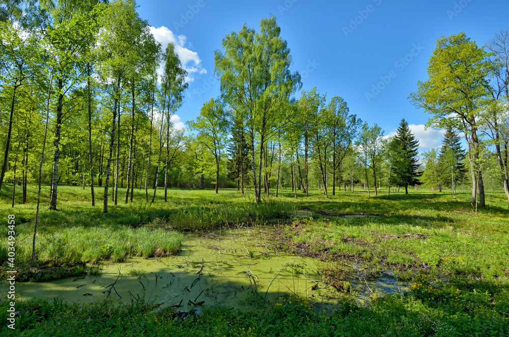 Beautiful nature in the forest with green vegetation.