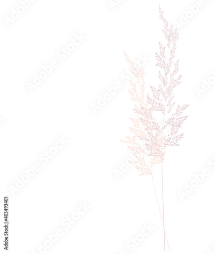 Vector stock illustration of pampas grass. Cream branch of dry grass. Panicle Cortaderia selloana South America  feather flower head plumesstep. Soft pink color. Template for a wedding card.