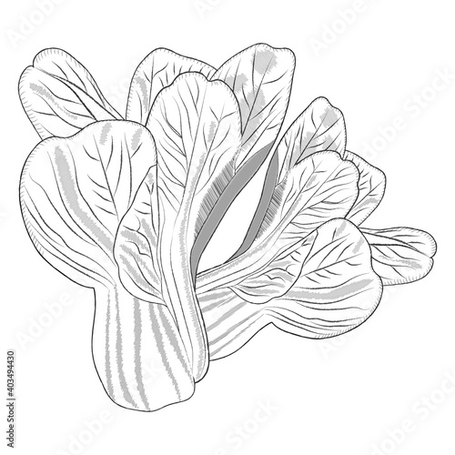 Hand drawn of pak choi, bok choi, pak choy, bok choy. Sketch bok choy. Hand drawn vegetables. Exotic vegetables. Organic and healthy, diet and vegetarian food. Vector illustrations isolated