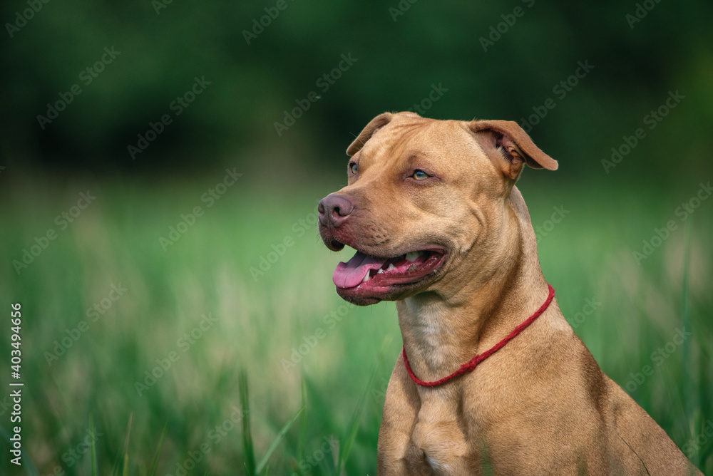 Portrait of a young American Pit Bull Terrier on a field in the summer grass. Portrait of a young American Pit Bull Terrier on a field in the summer grass.