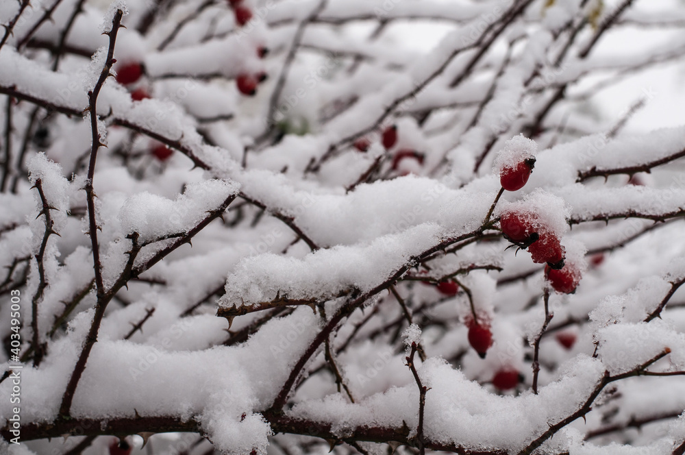 red hips of a dog rose covered with snow