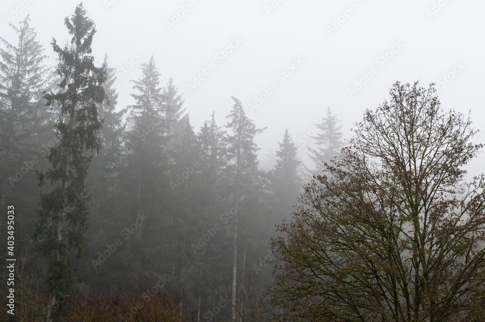 a forest in winter on a foggy day a forest in winter on a foggy day