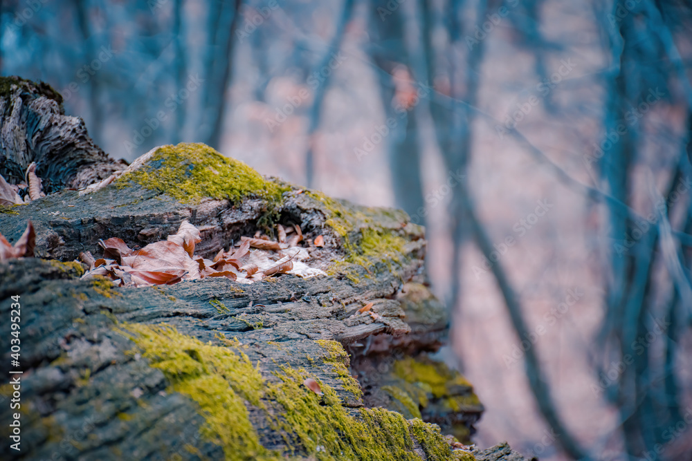 Fototapeta premium green moss covered tree in autumn