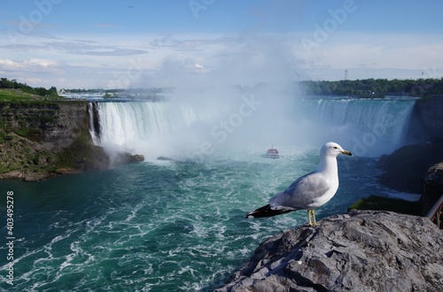 Seagull at the beautiful niagara falls