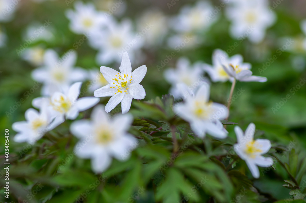 Anemonoides nemorosa wood anemone white flower in bloom, springtime flowering bunch of wild plants Anemonoides nemorosa wood anemone white flower in bloom, springtime flowering bunch of wild plants