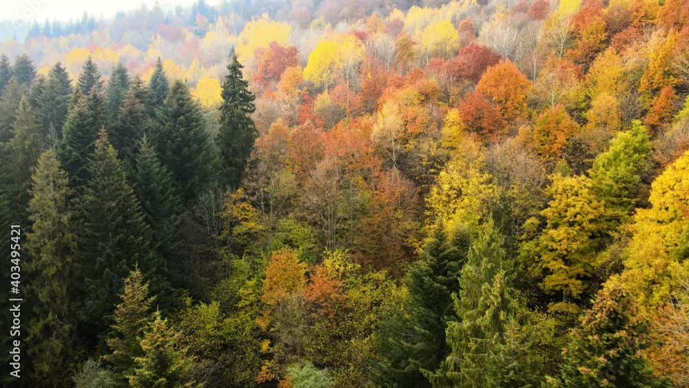 Aerial view of dense green pine forest with canopies of spruce trees and colorful lush foliage in autumn mountains. Aerial view of dense green pine forest with canopies of spruce trees and colorful lush foliage in autumn mountains.