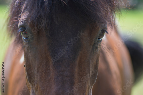 Dark brown horse portrait with eye contact, beautiful hairy animal