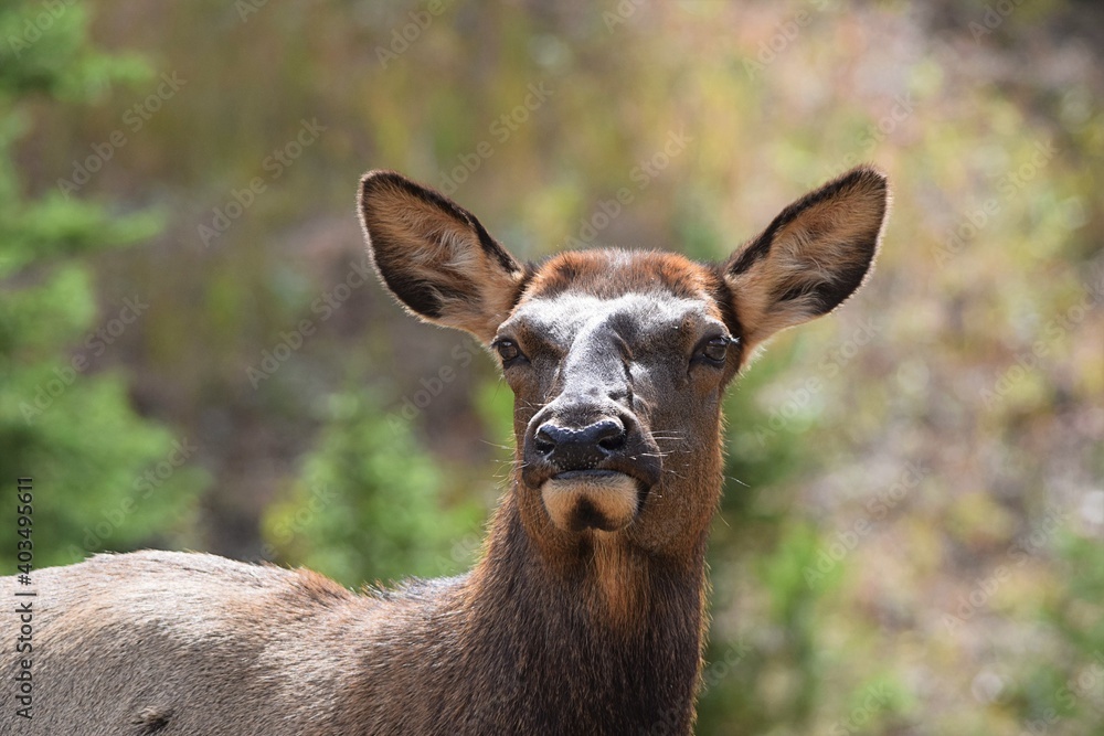 Colorado Cow Elk