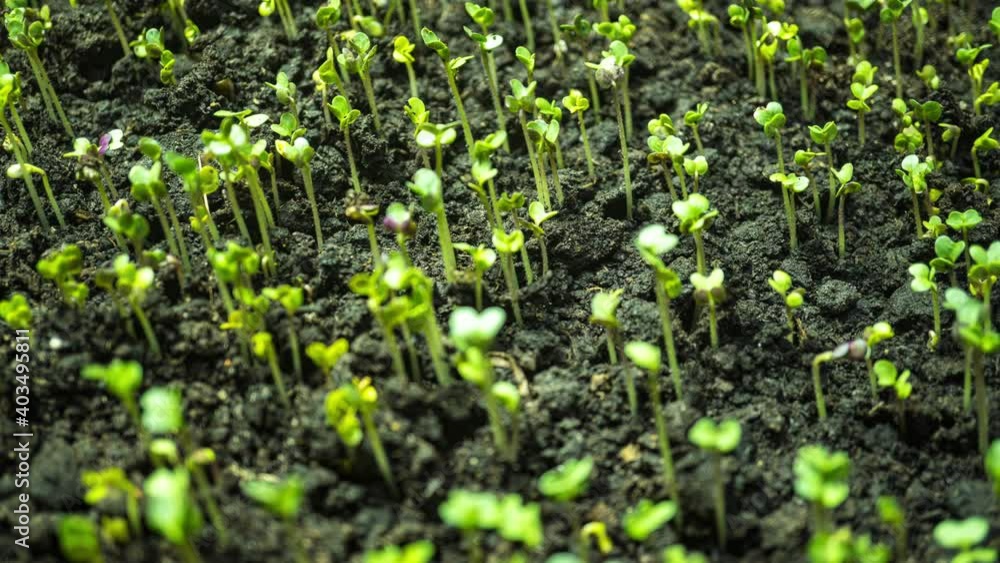 Mustard sprouting time lapse, hyperlapse, camera motion 4k video Mustard sprouting time lapse, hyperlapse, camera motion 4k video